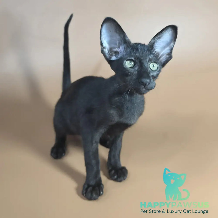 Juno Siamese female black - live animals