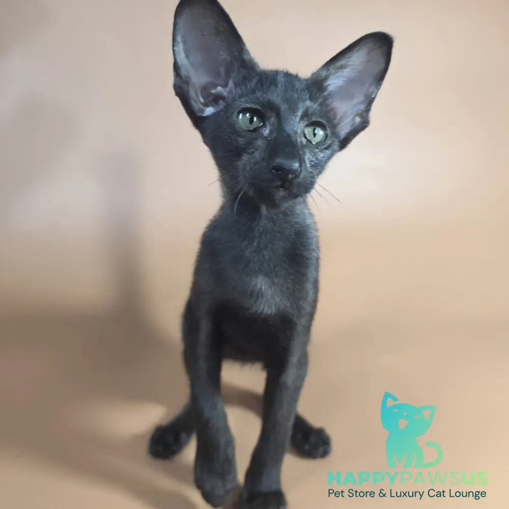 Juno Siamese female black - live animals