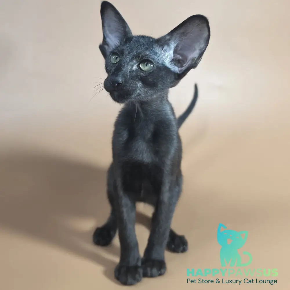 Juno Siamese female black - live animals