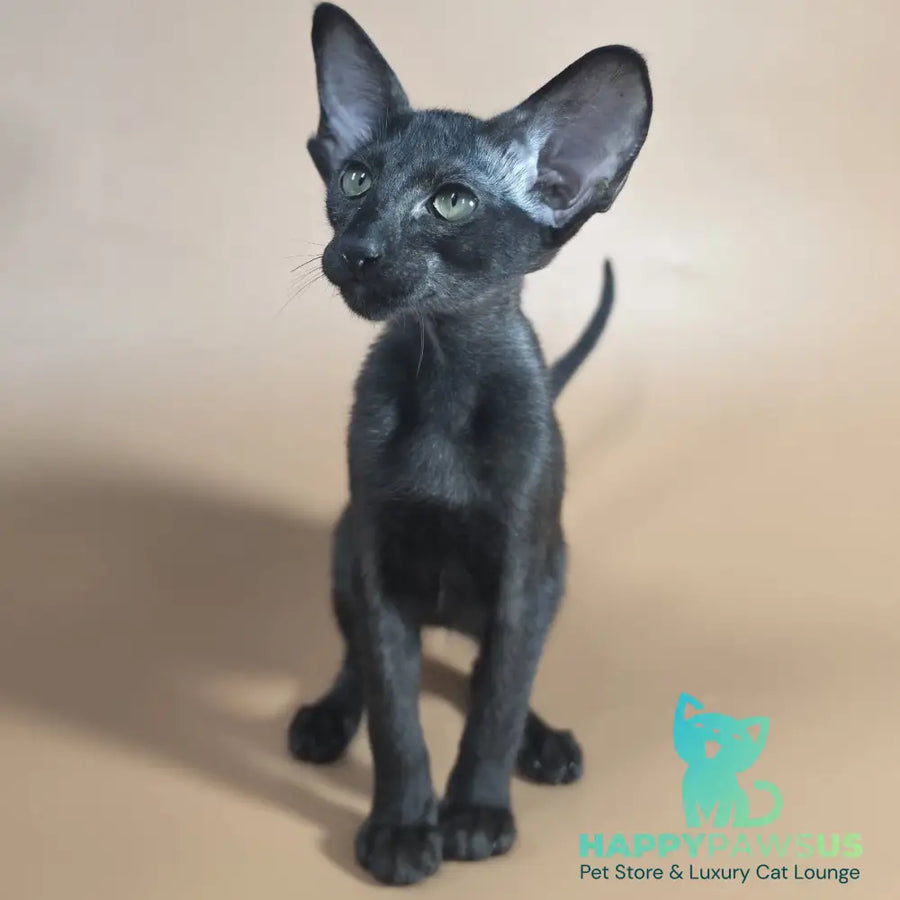 Juno Siamese female black - live animals