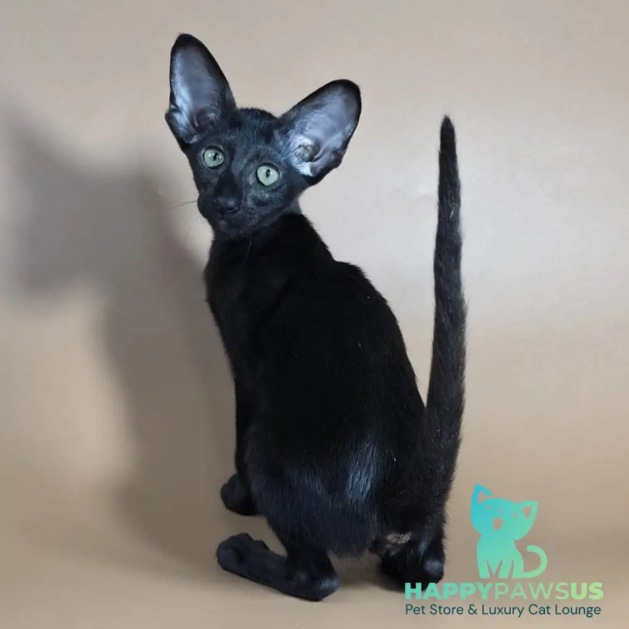 Juno Siamese female black - live animals