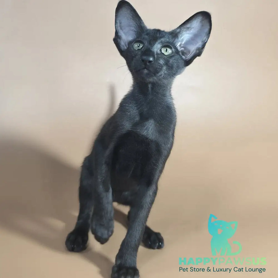 Juno Siamese female black - live animals