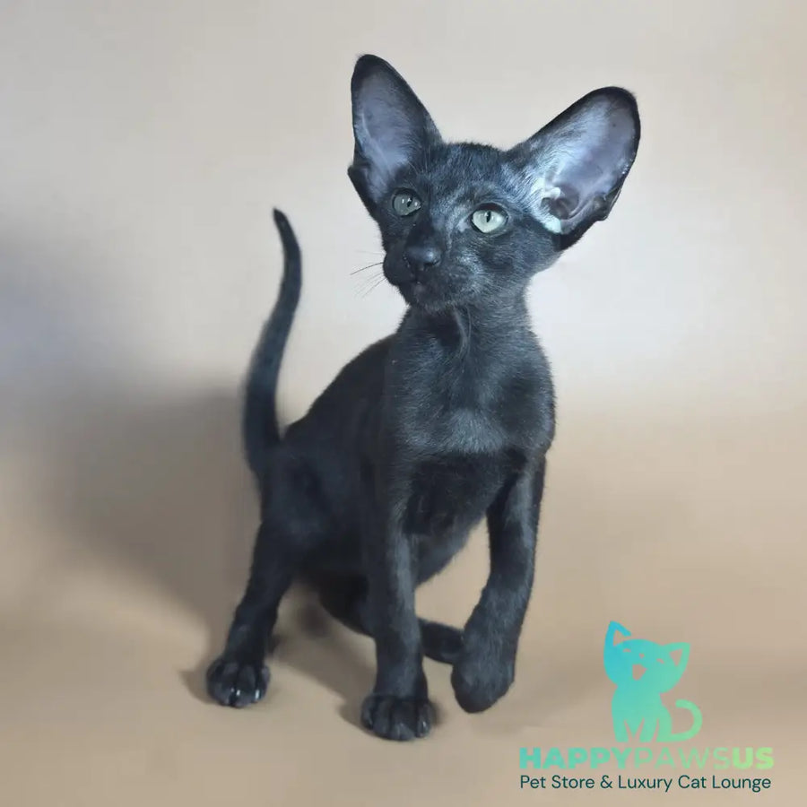 Juno Siamese female black - live animals