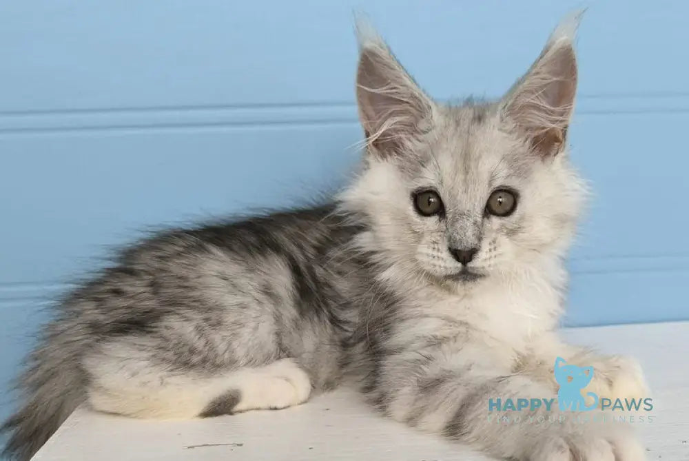 Jupiter Maine Coon male black silver tabby live animals