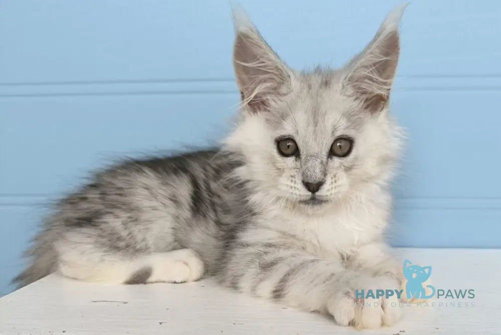 Jupiter Maine Coon male black silver tabby live animals