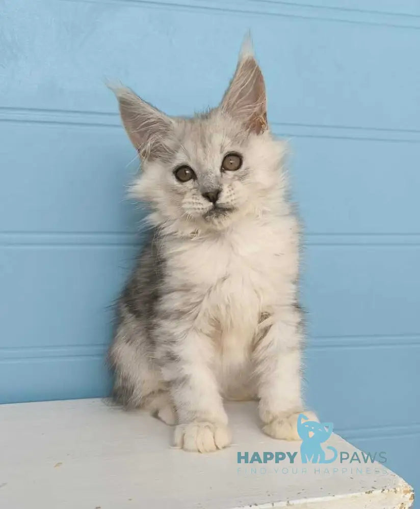 Jupiter Maine Coon male black silver tabby live animals