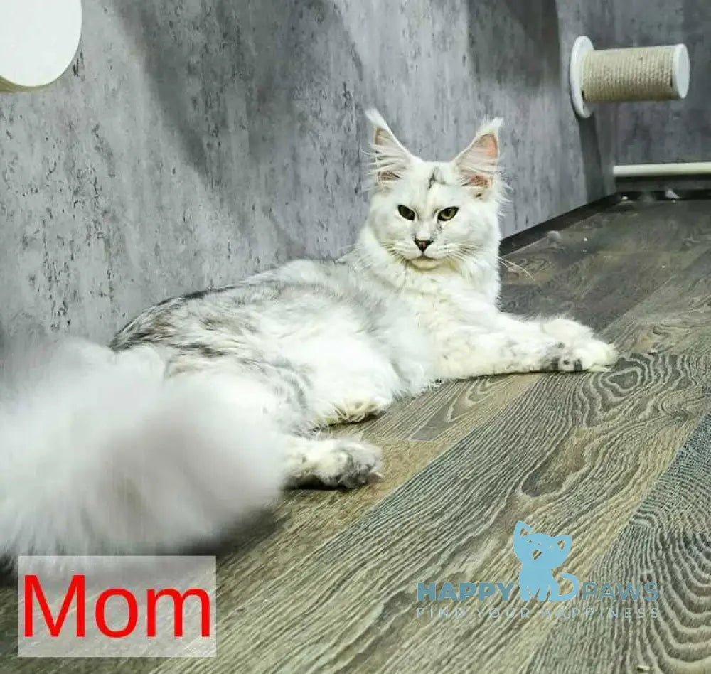 Jupiter Maine Coon male black silver tabby live animals