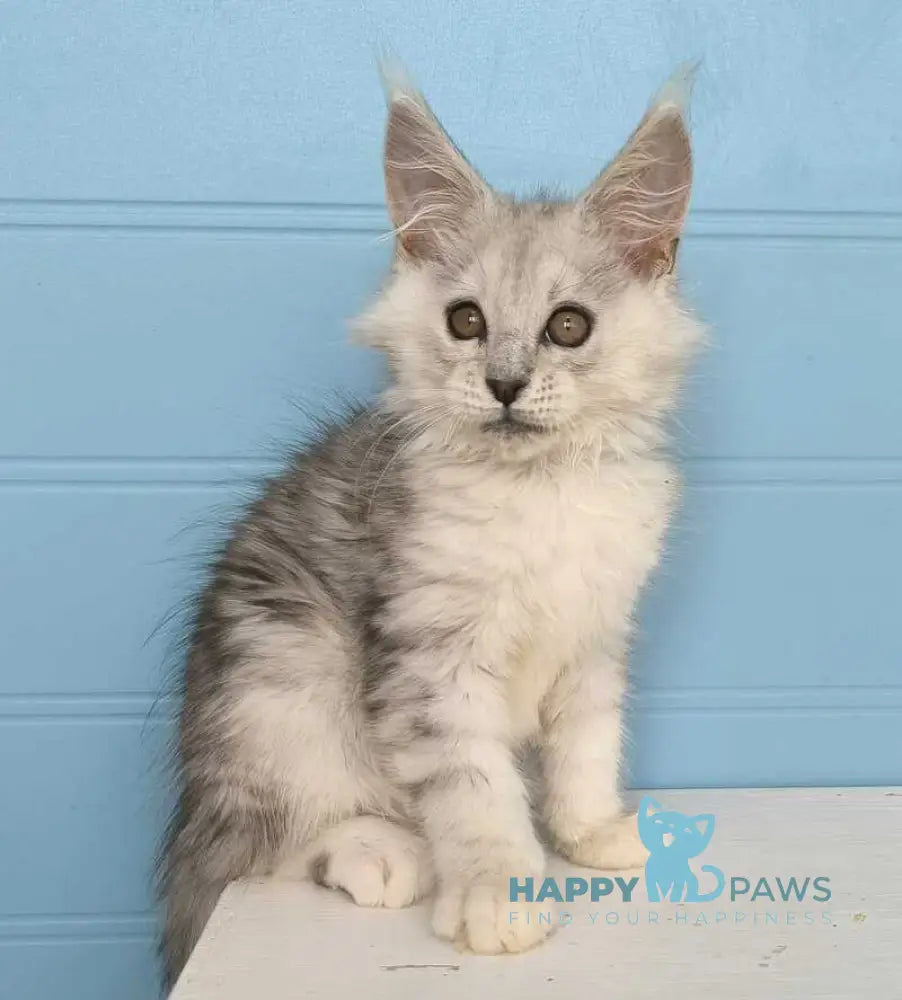 Jupiter Maine Coon male black silver tabby live animals
