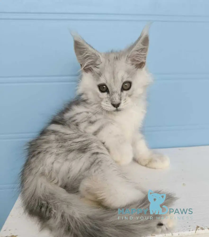 Jupiter Maine Coon male black silver tabby live animals