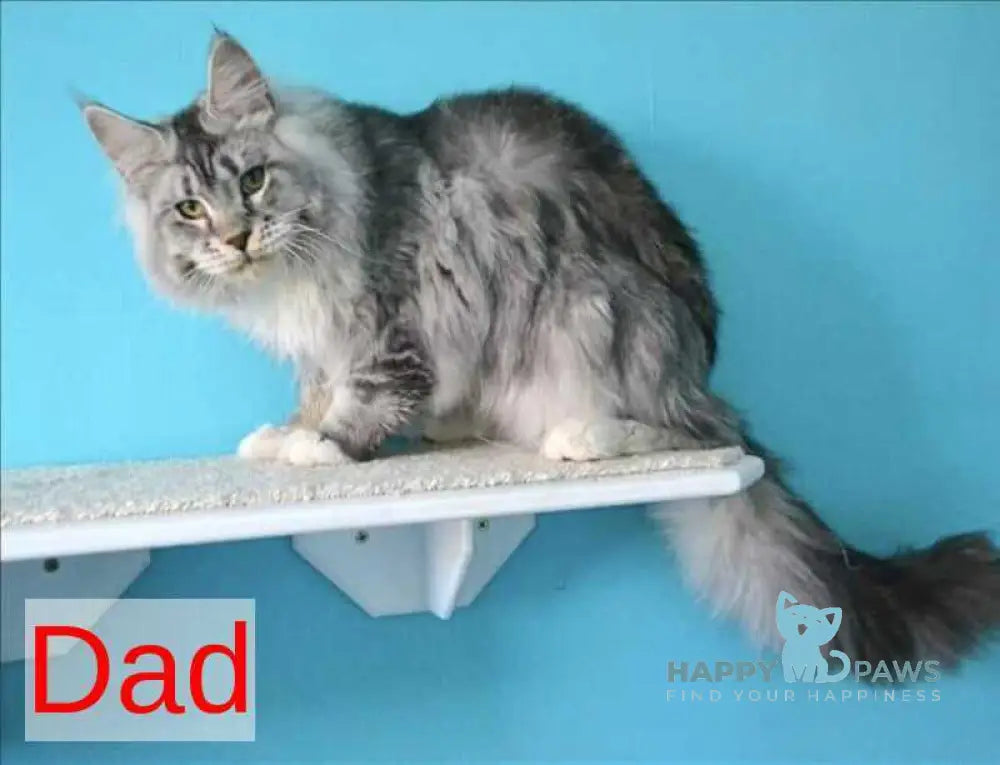 Jupiter Maine Coon male black silver tabby live animals
