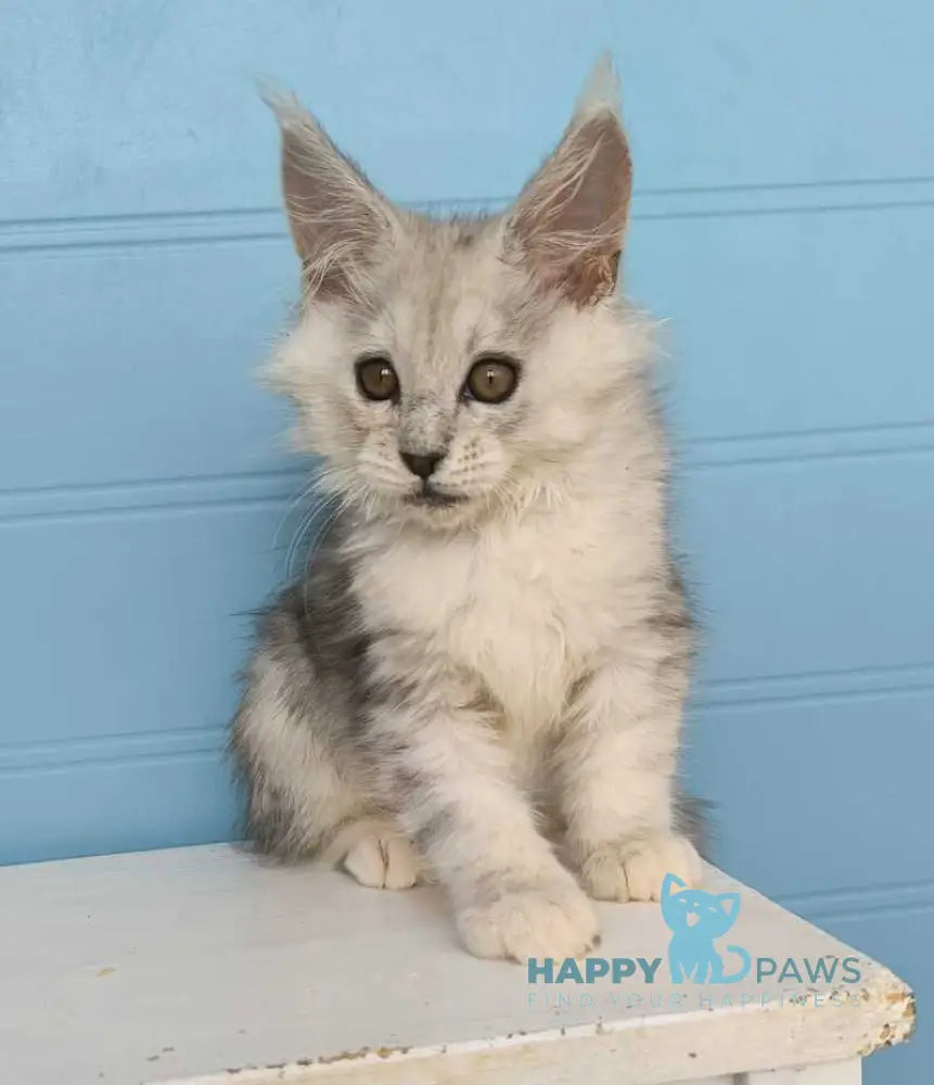Jupiter Maine Coon male black silver tabby live animals