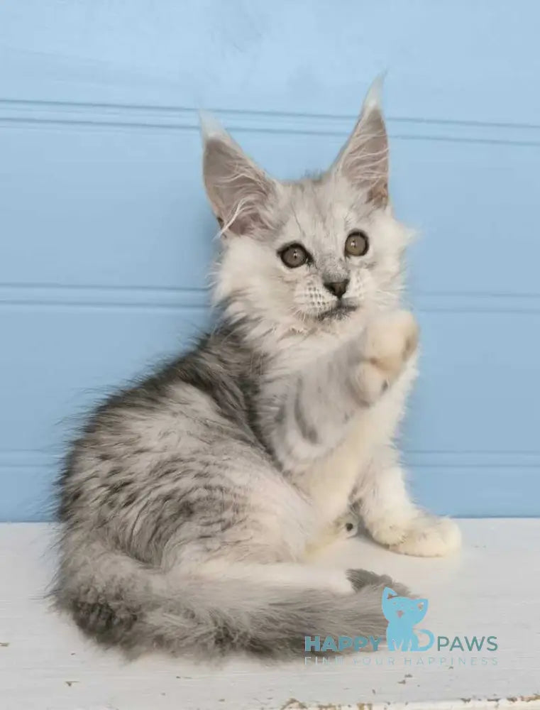 Jupiter Maine Coon male black silver tabby live animals