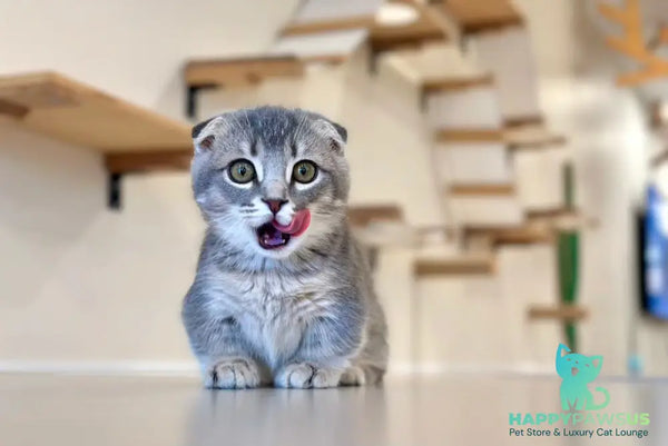 Jupiter Munchkin male blue ticked tabby - live animals