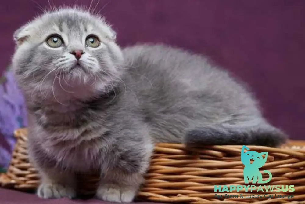 Jupiter Munchkin male blue ticked tabby - live animals