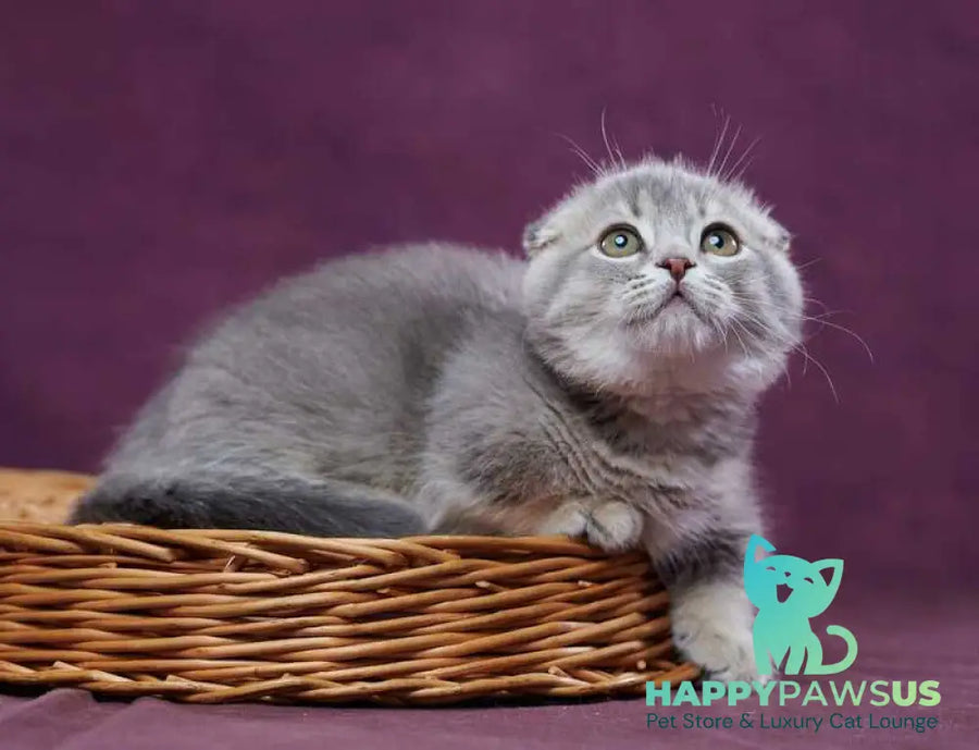 Jupiter Munchkin male blue ticked tabby - live animals