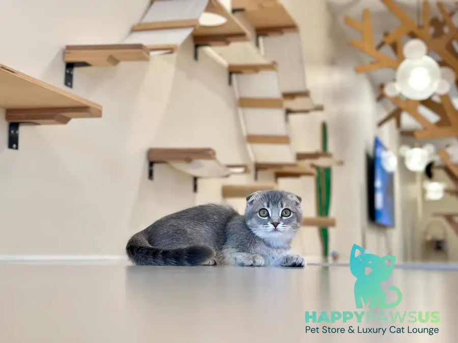 Jupiter Munchkin male blue ticked tabby - live animals
