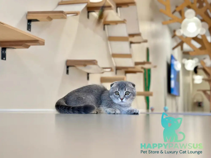 Jupiter Munchkin male blue ticked tabby - live animals