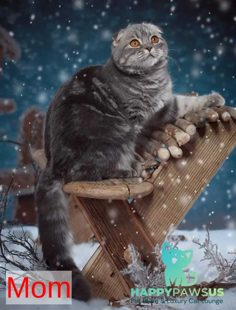 Jupiter Munchkin male blue ticked tabby - live animals