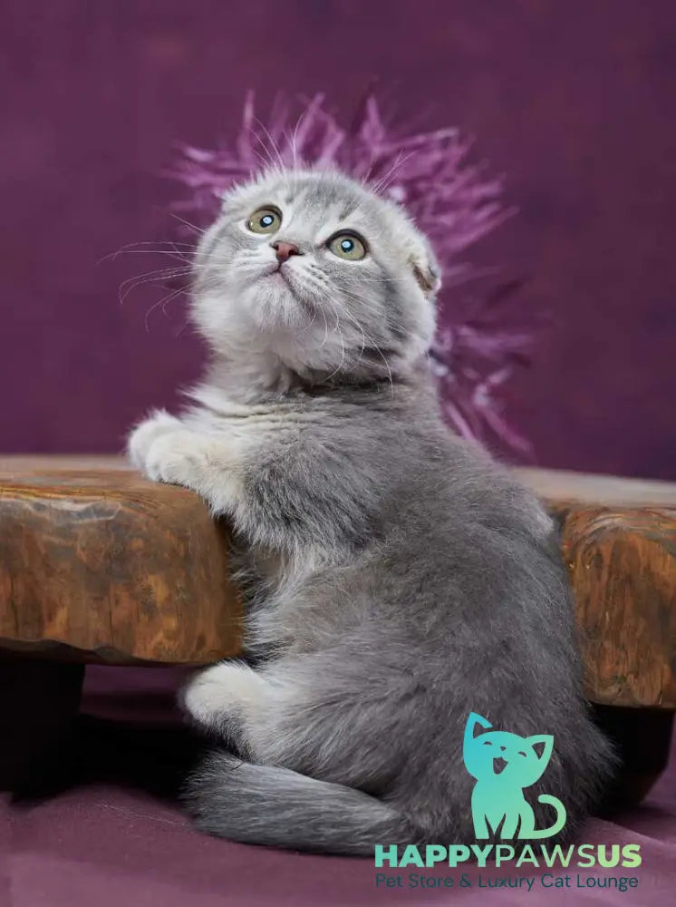 Jupiter Munchkin male blue ticked tabby - live animals