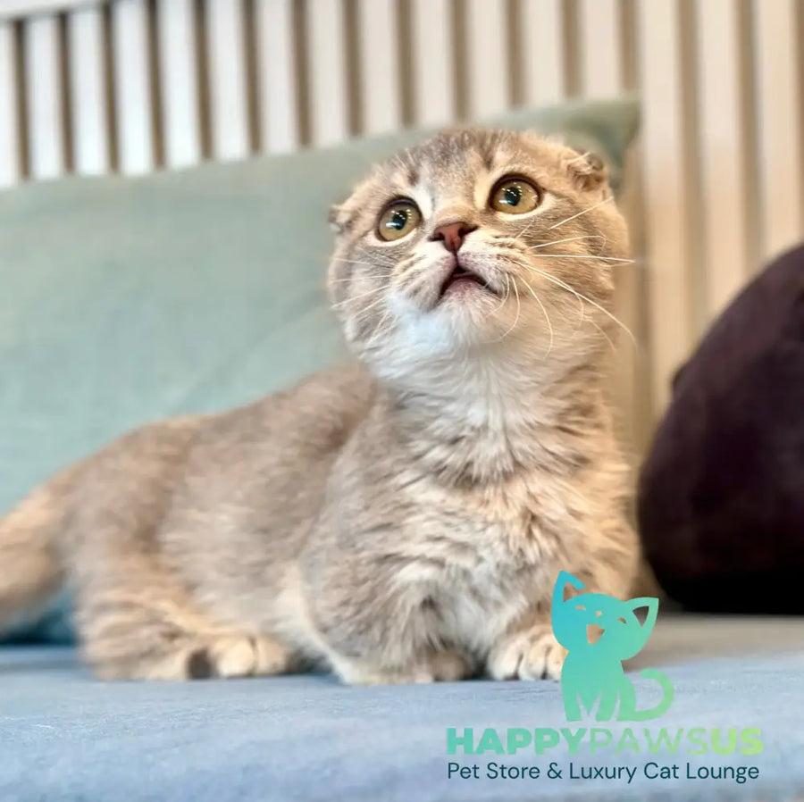 Jupiter Munchkin male blue ticked tabby - live animals