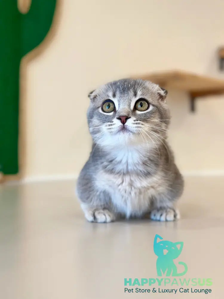Jupiter Munchkin male blue ticked tabby - live animals