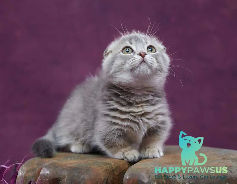 Jupiter Munchkin male blue ticked tabby - live animals