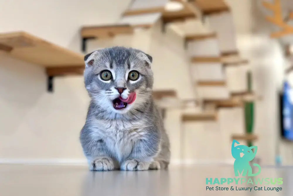 Jupiter Munchkin male blue ticked tabby - live animals