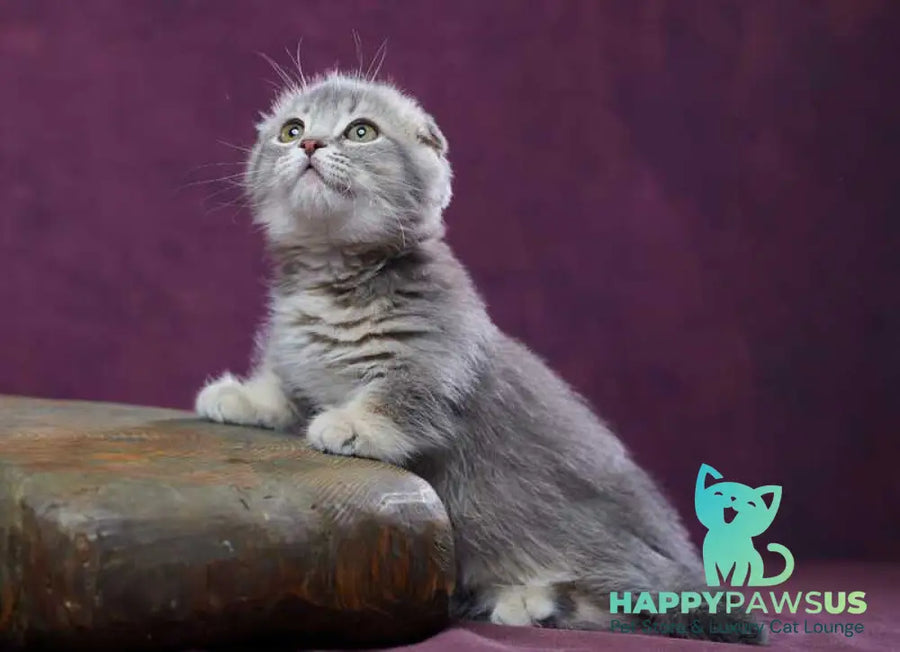 Jupiter Munchkin male blue ticked tabby - live animals