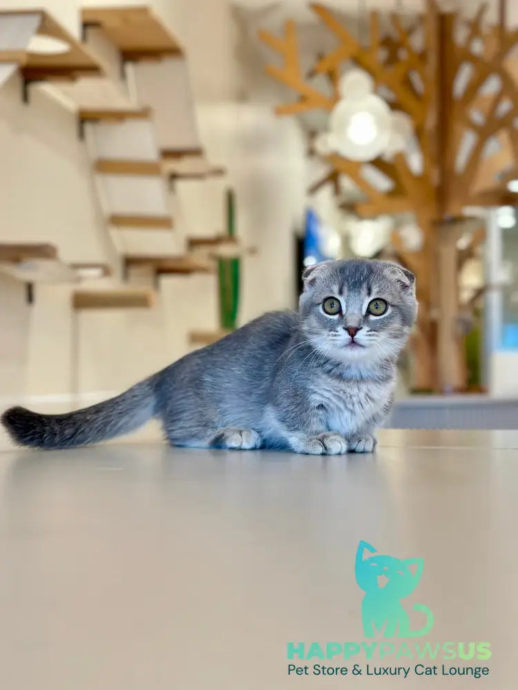 Jupiter Munchkin male blue ticked tabby - live animals