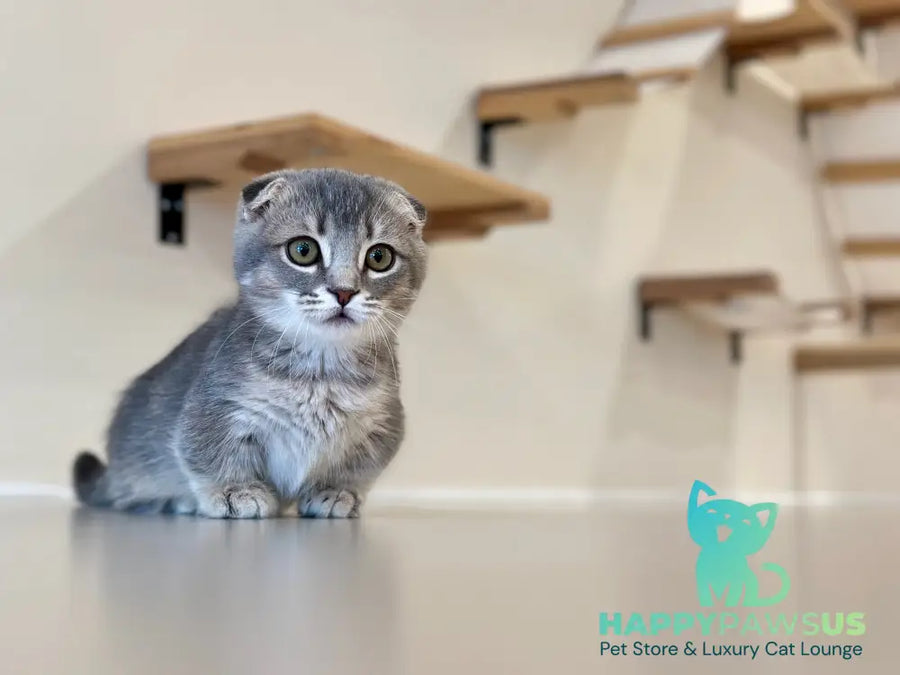 Jupiter Munchkin male blue ticked tabby - live animals