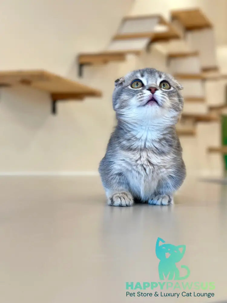 Jupiter Munchkin male blue ticked tabby - live animals