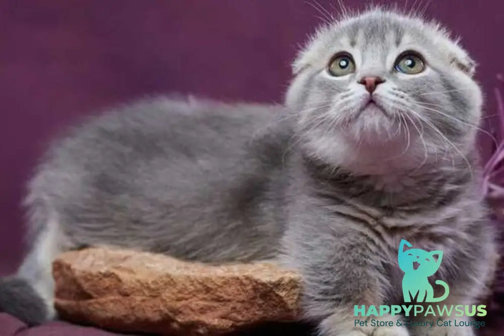 Jupiter Munchkin male blue ticked tabby - live animals