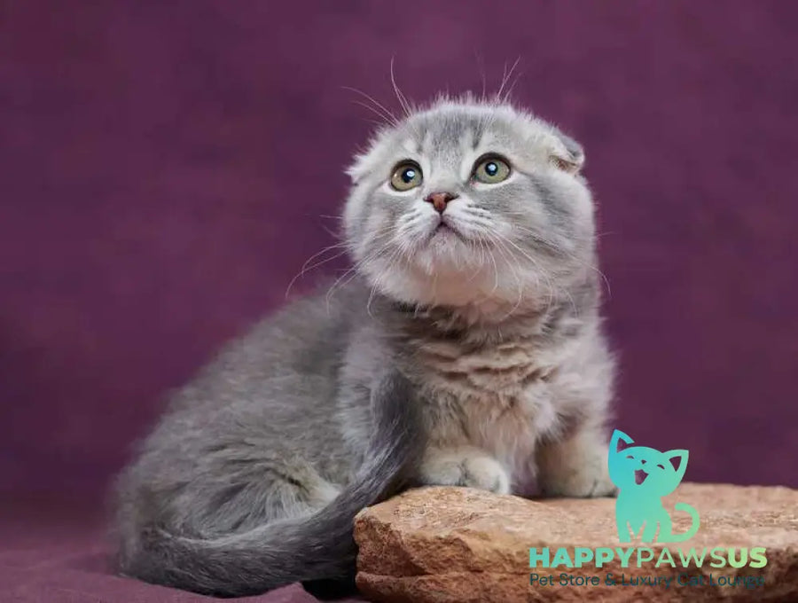 Jupiter Munchkin male blue ticked tabby - live animals