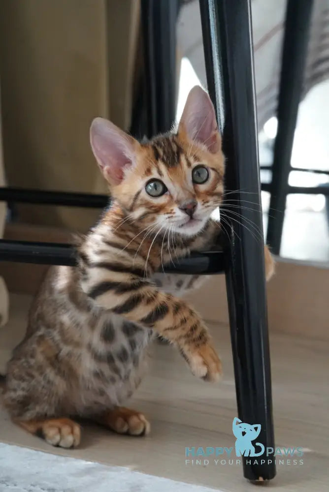 Justin Bengal male black spotted tabby live animals