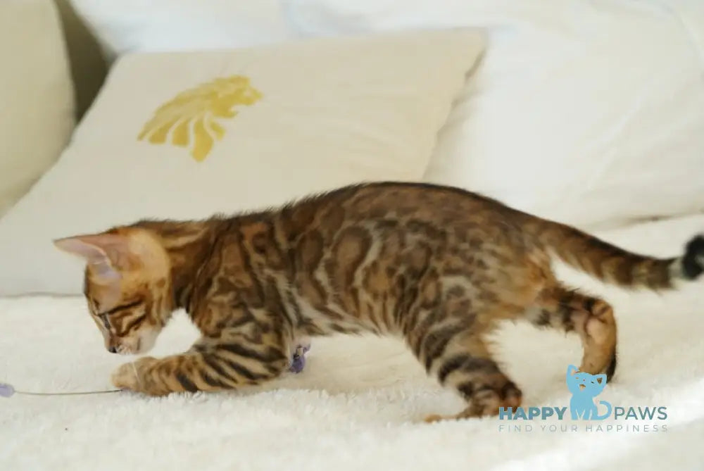 Justin Bengal male black spotted tabby live animals