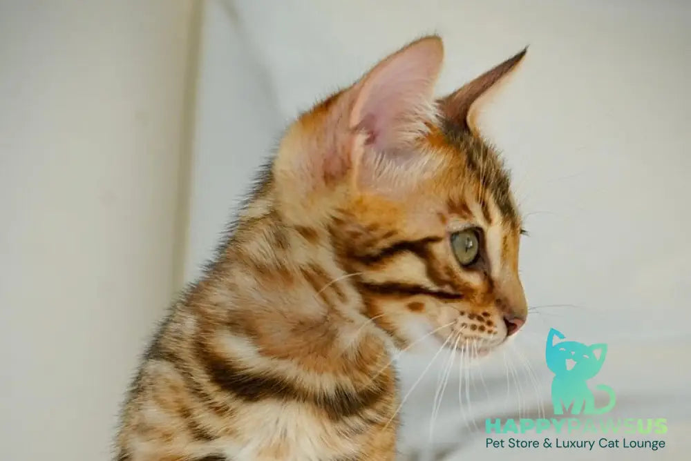 Justin Bengal male black spotted tabby live animals