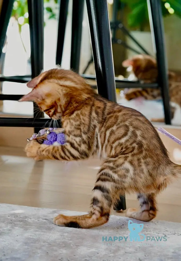 Justin Bengal male black spotted tabby live animals