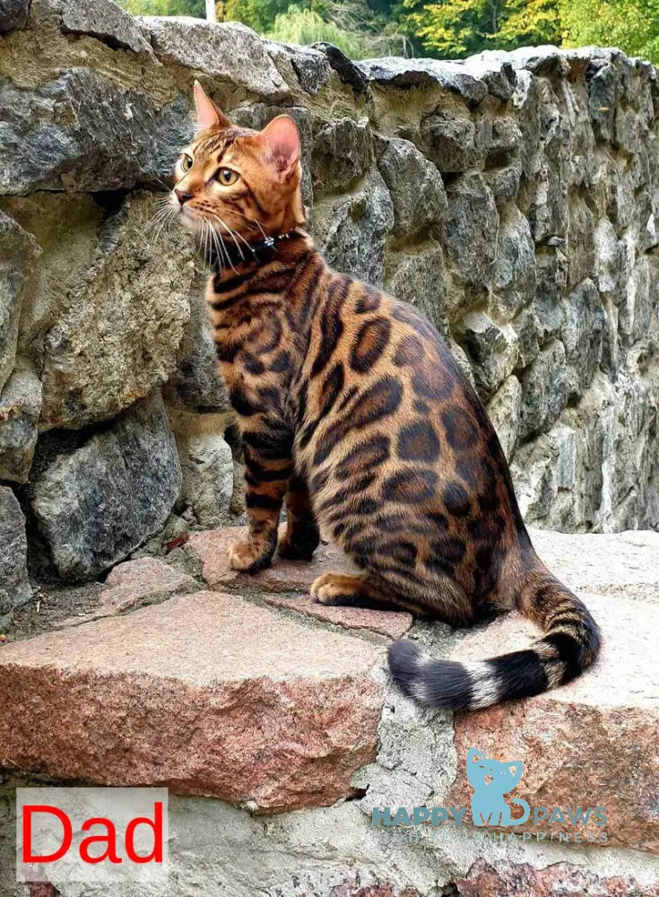 Justin Bengal male black spotted tabby live animals