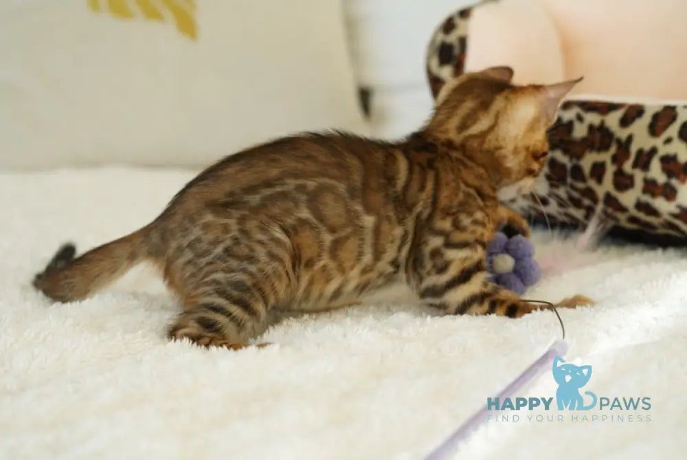 Justin Bengal male black spotted tabby live animals