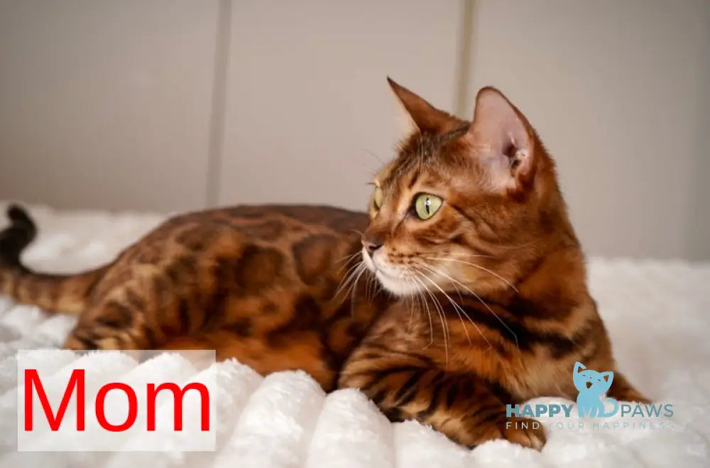 Justin Bengal male black spotted tabby live animals