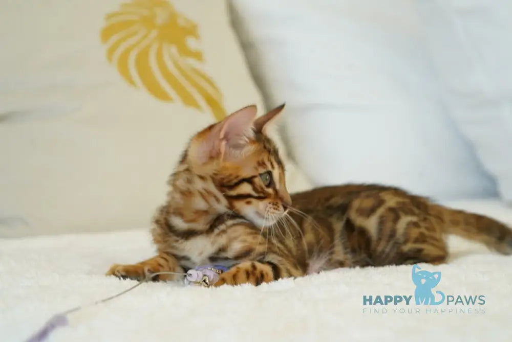 Justin Bengal male black spotted tabby live animals