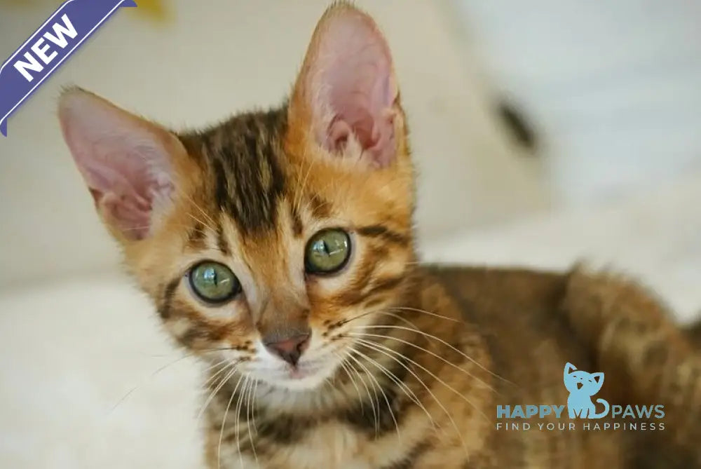 Justin Bengal male black spotted tabby live animals