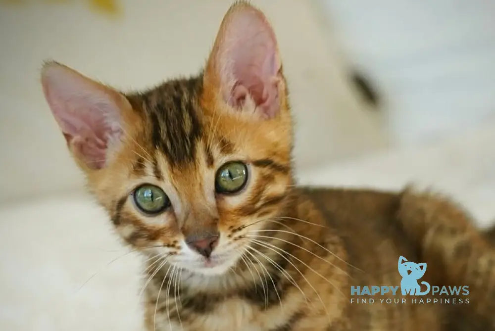 Justin Bengal male black spotted tabby live animals