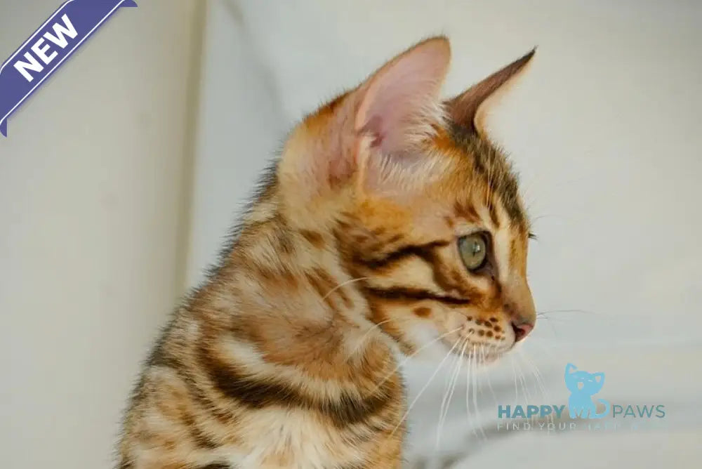 Justin Bengal male black spotted tabby live animals