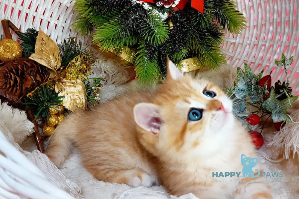 Justin British Shorthair male black golden spotted tabby live animals