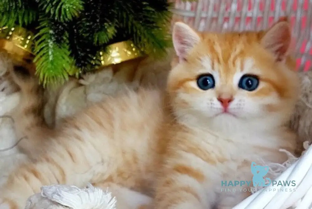 Justin British Shorthair male black golden spotted tabby live animals