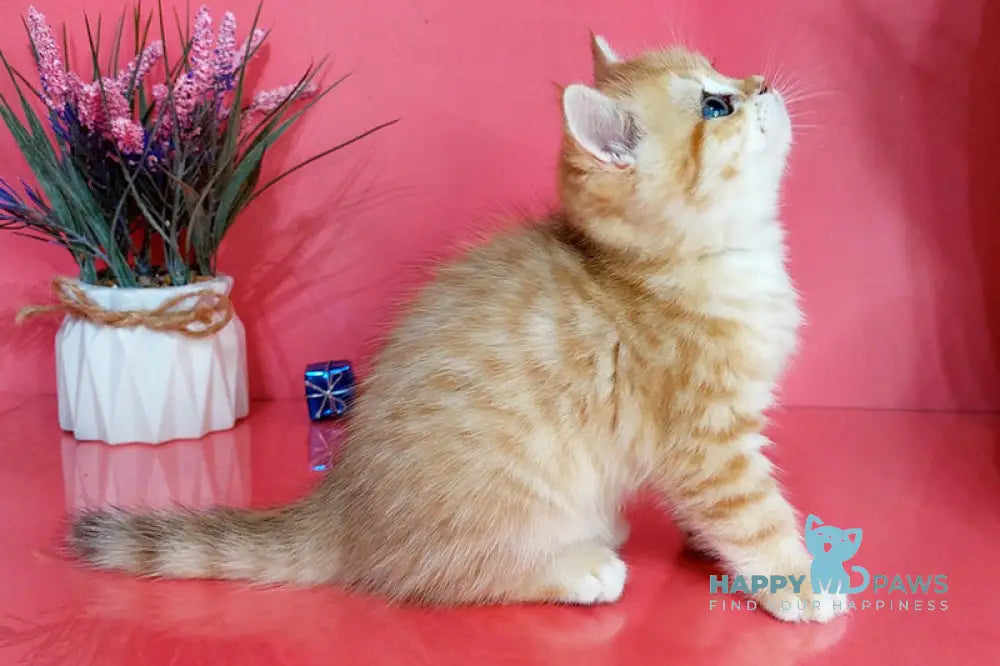 Justin British Shorthair male black golden spotted tabby live animals
