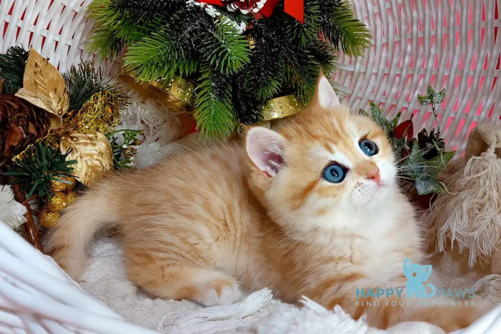 Justin British Shorthair male black golden spotted tabby live animals