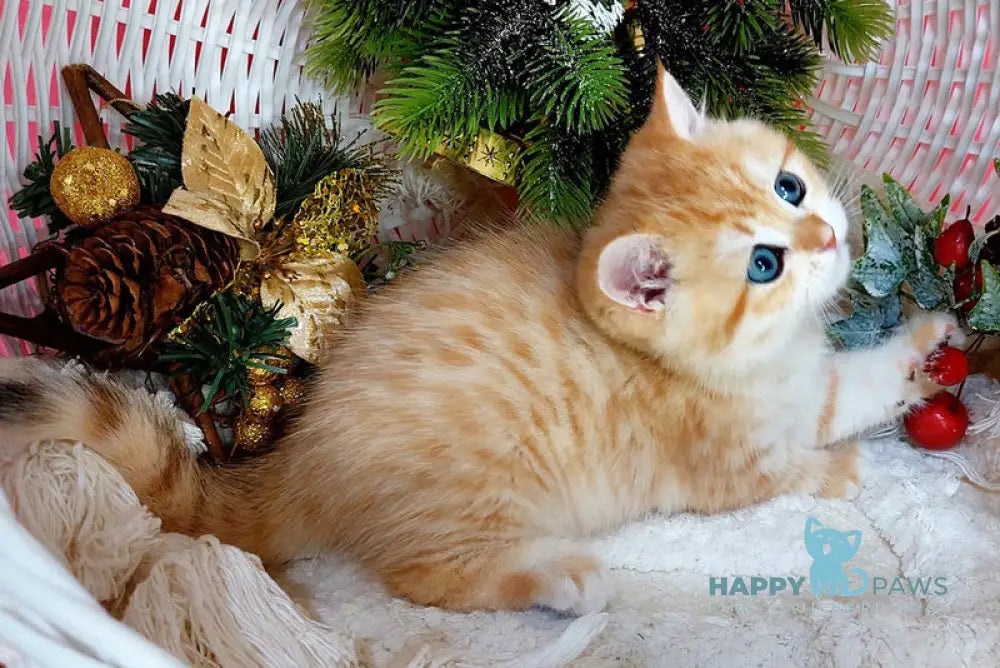 Justin British Shorthair male black golden spotted tabby live animals