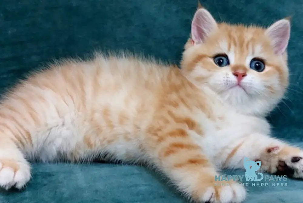 Justin British Shorthair male black golden spotted tabby live animals